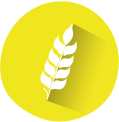 Gluten
